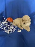 Luke, a male Goldendoodle for sale in Arab, AL – 3 of 10