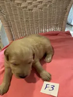 Reece, a female Goldendoodle for sale in Arab, AL – 4 of 6
