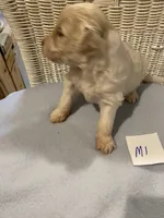 Milo, a female Goldendoodle for sale in Arab, AL – 3 of 7