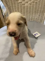 Oakley , a male Goldendoodle for sale in Arab, AL – 2 of 5