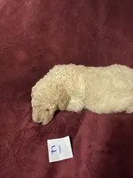 Daisy, a female Goldendoodle for sale in Arab, AL – 4 of 4