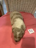 Carlie, a female Goldendoodle for sale in Arab, AL – 2 of 5