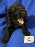 Maverick , a male Goldendoodle for sale in Arab, AL – 2 of 5