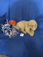 Luke, a male Goldendoodle for sale in Arab, AL – 4 of 10