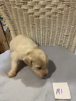 Milo, a female Goldendoodle for sale in Arab, AL – 4 of 7