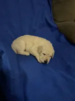 Luke, a male Goldendoodle for sale in Arab, AL – 8 of 10