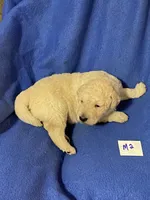 Luke, a male Goldendoodle for sale in Arab, AL – 3 of 10