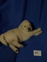 Luke, a male Goldendoodle for sale in Arab, AL – 5 of 10