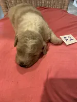 Carlie, a female Goldendoodle for sale in Arab, AL – 4 of 5