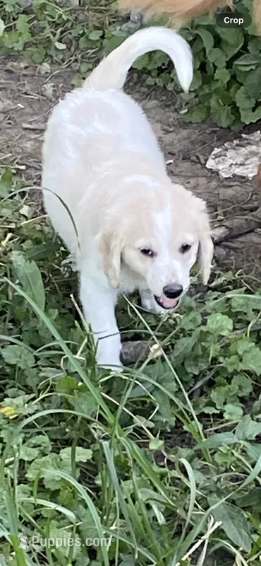 Izzy – Goldendoodle puppy for sale in Arab, AL