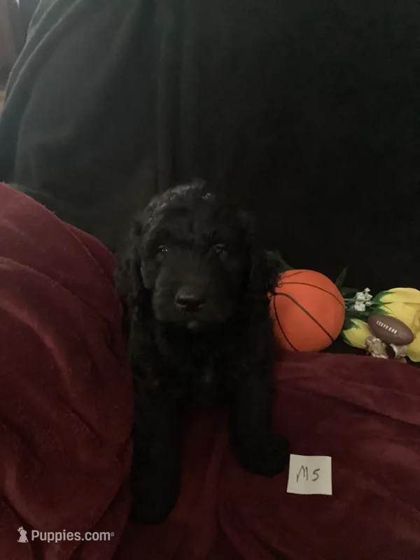 Maverick  – Goldendoodle puppy for sale in Arab, AL