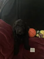 Maverick , a male Goldendoodle for sale in Arab, AL – 4 of 9