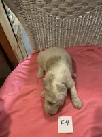 Stella, a female Goldendoodle for sale in Arab, AL – 3 of 8