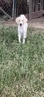 Reece, a female Goldendoodle for sale in Arab, AL – 7 of 10