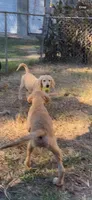 Daisy, a female Goldendoodle for sale in Arab, AL – 10 of 10