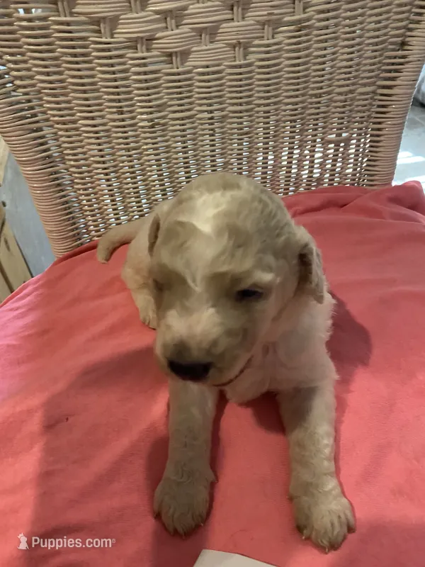 Izzy – Goldendoodle puppy for sale in Arab, AL