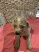 Izzy, a female Goldendoodle for sale in Arab, AL – 1 of 7