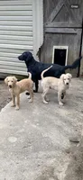 Daisy, a female Goldendoodle for sale in Arab, AL – 4 of 10