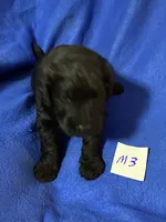 Maverick , a male Goldendoodle for sale in Arab, AL – 4 of 5