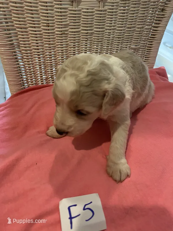 Lilly – Goldendoodle puppy for sale in Arab, AL