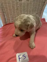Lilly, a female Goldendoodle for sale in Arab, AL – 1 of 6