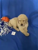 Luke, a male Goldendoodle for sale in Arab, AL – 6 of 10