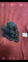 Maverick , a male Goldendoodle for sale in Arab, AL – 8 of 9