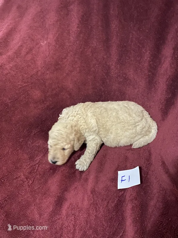 Daisy – Goldendoodle puppy for sale in Arab, AL