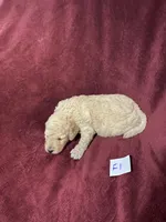 Daisy, a female Goldendoodle for sale in Arab, AL – 1 of 4