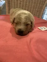Carlie, a female Goldendoodle for sale in Arab, AL – 5 of 5