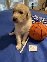 Reece, a female Goldendoodle for sale in Arab, AL – 3 of 7