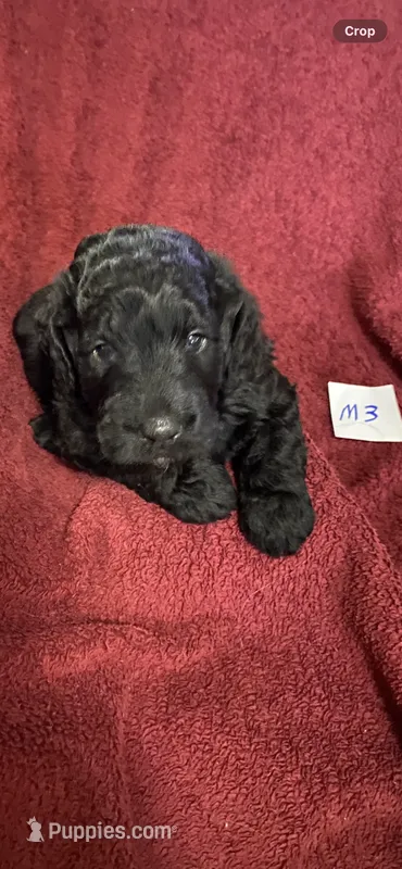 Maverick  – Goldendoodle puppy for sale in Arab, AL