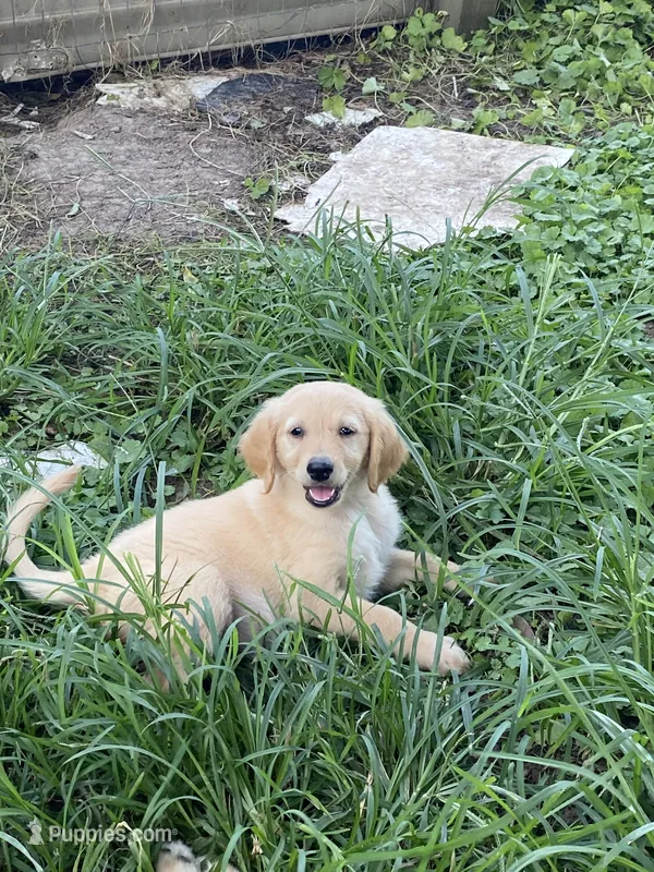 Lilly – Goldendoodle puppy for sale in Arab, AL