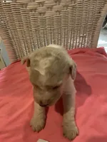 Izzy, a female Goldendoodle for sale in Arab, AL – 2 of 7