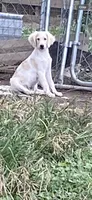 Reece, a female Goldendoodle for sale in Arab, AL – 4 of 10