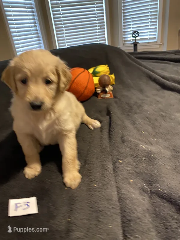 Carlie – Goldendoodle puppy for sale in Arab, AL
