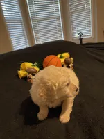 Rocky, a female Goldendoodle for sale in Arab, AL – 8 of 10