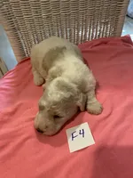 Stella, a female Goldendoodle for sale in Arab, AL – 5 of 8