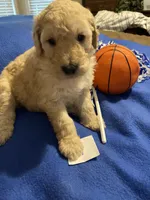 Ellie, a female Goldendoodle for sale in Arab, AL – 9 of 10