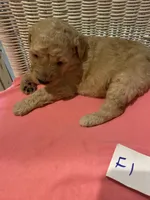 Sunshine , a female Goldendoodle for sale in Arab, AL – 2 of 6