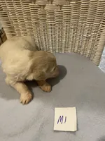 Milo, a female Goldendoodle for sale in Arab, AL – 6 of 7
