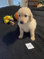 Rocky, a female Goldendoodle for sale in Arab, AL – 9 of 10