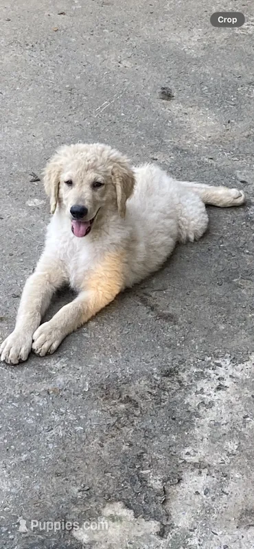 Luke – Goldendoodle puppy for sale in Arab, AL
