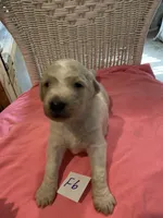 Izzy, a female Goldendoodle for sale in Arab, AL – 5 of 7
