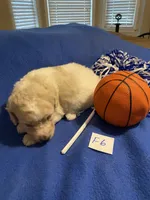 Reece, a female Goldendoodle for sale in Arab, AL – 6 of 7