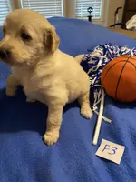 Carlie, a female Goldendoodle for sale in Arab, AL – 8 of 8