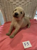 Reece, a female Goldendoodle for sale in Arab, AL – 2 of 6