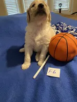 Reece, a female Goldendoodle for sale in Arab, AL – 7 of 7