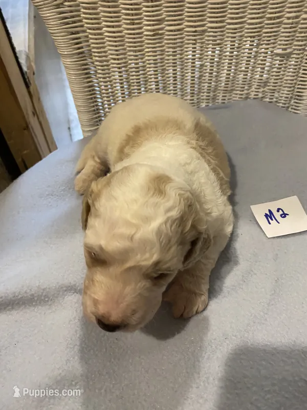 Bodie – Goldendoodle puppy for sale in Arab, AL