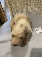Bodie, a male Goldendoodle for sale in Arab, AL – 1 of 7